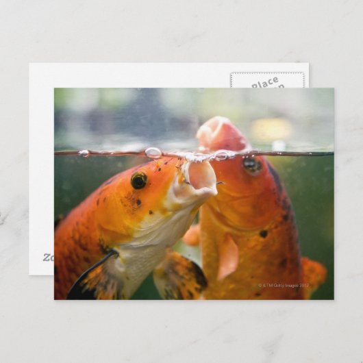 Koi-karpers Briefkaart (Voorkant / Achterkant)
