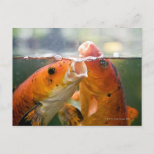 Koi-karpers Briefkaart