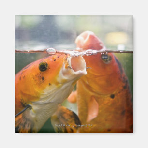 Koi-karpers Magneet
