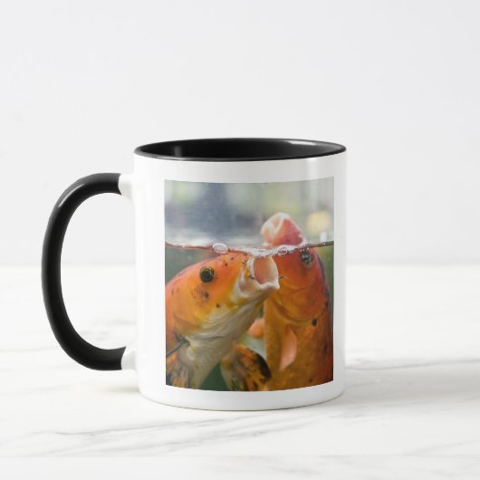 Koi-karpers Mok (Links)