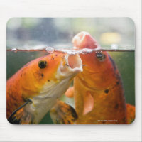 Koi-karpers