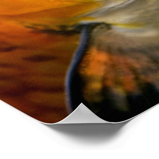 Koi-karpers Poster (Hoek)