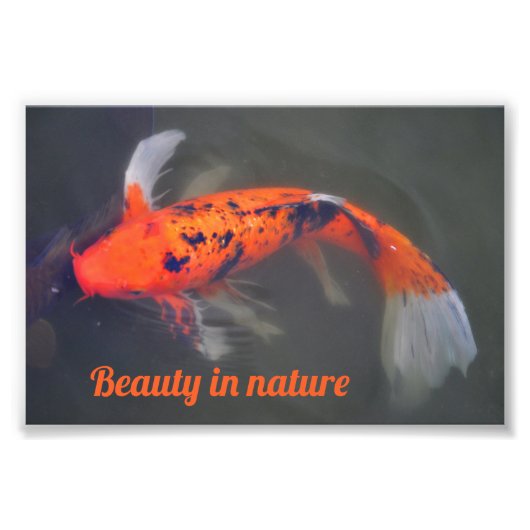 Koi, Pez Carpa Foto Afdruk (Voorkant)