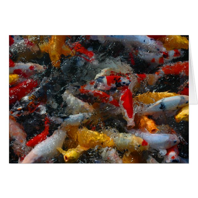 Koi Pond (Voorkant Horizontaal)