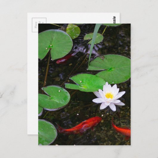Koi Pond Briefkaart (Voorkant / Achterkant)