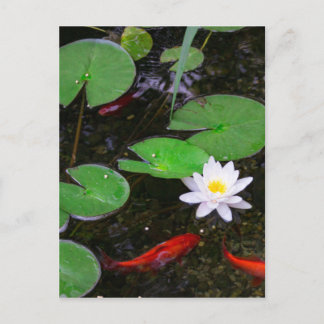 Koi Pond Briefkaart