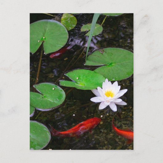 Koi Pond Briefkaart (Voorkant)