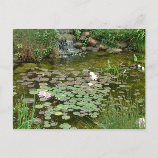 Koi Pond Briefkaart (Voorkant)
