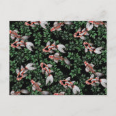 Koi Pond Fish Artwork Briefkaart (Voorkant)