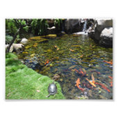 Koi Pond Foto Afdruk (Voorkant)