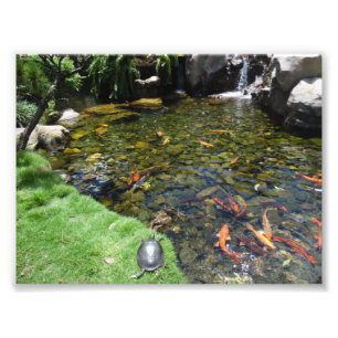 Koi Pond Foto Afdruk