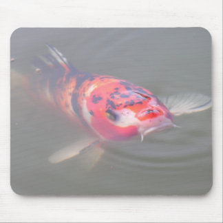 Koi Pond Muismat