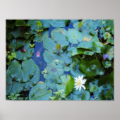 Koi Pond Poster (Voorkant)