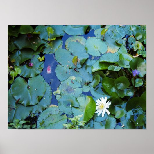 Koi Pond Poster (Voorkant)