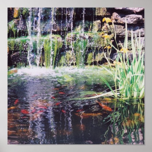 Koi Pond Poster (Voorkant)