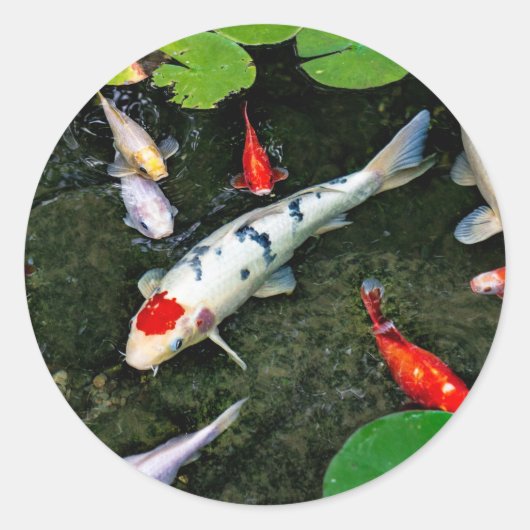 Koi Pond Ronde Sticker (Voorkant)