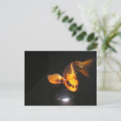 Koi Post Card is niet gekaapt Briefkaart (Staand voorkant)