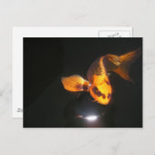 Koi Post Card is niet gekaapt Briefkaart (Voorkant / Achterkant)