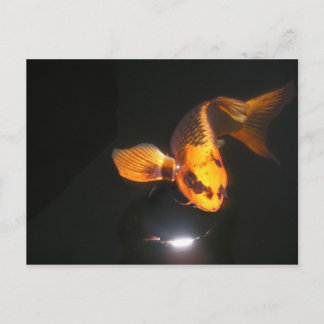 Koi Post Card is niet gekaapt Briefkaart