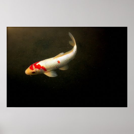Koi Poster (Voorkant)