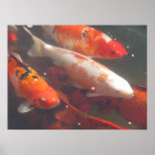 Koi Poster (Voorkant)