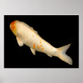 Koi Poster (Voorkant)