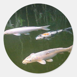 Koi Ronde Sticker