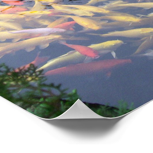 Koi Splendor Poster (Hoek)