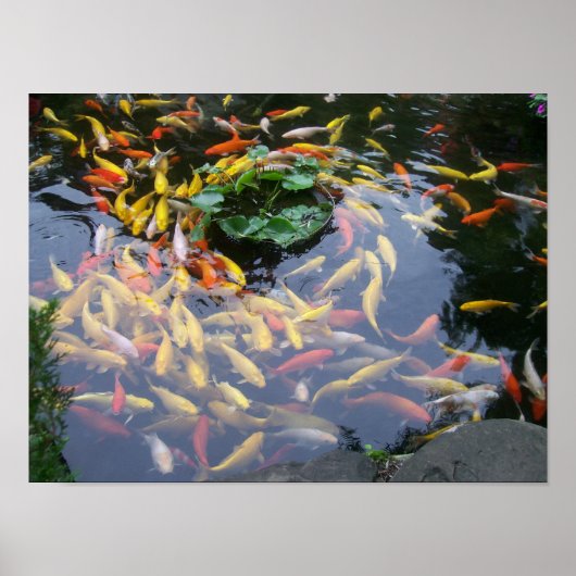 Koi Splendor Poster (Voorkant)