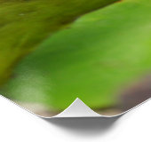 Koi Vis in de Waterlelie Vijver Perfect Poster (Hoek)