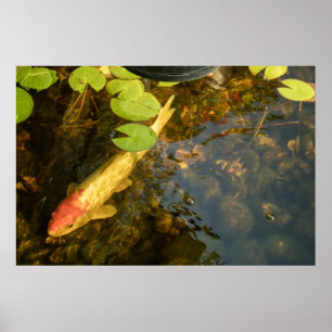 Koi Vis Poster