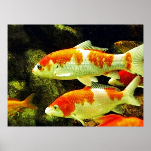 koi vissen poster (Voorkant)