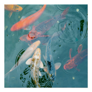 Koi Vissen Zwemmend in Vijver Perfect Poster