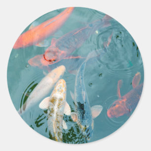 Koi Vissen Zwemmend in Vijver Ronde Sticker