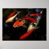 KOI ZEN POSTER (Voorkant)