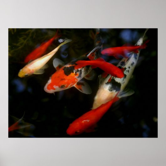 KOI ZEN POSTER (Voorkant)