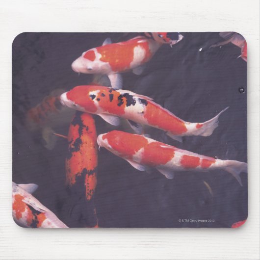 Koi zwemt in zwembad muismat (Voorkant)