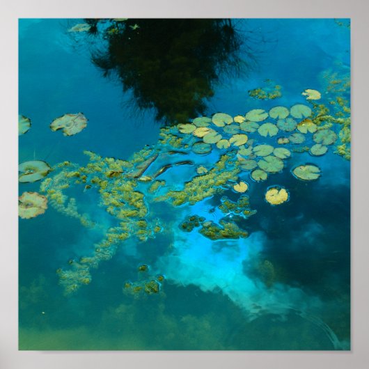 koienblauw poster (Voorkant)