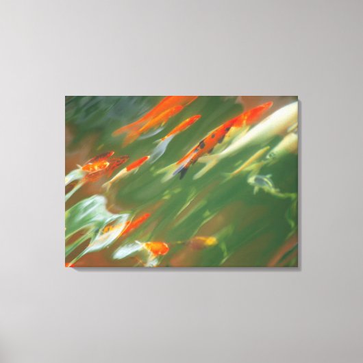 Koikarper zwemt in een vijver canvas afdruk (Voorkant)