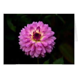 Koinonia "Fellowship on the Path"