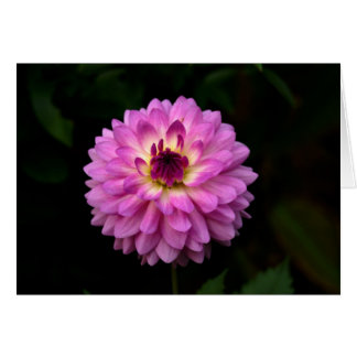 Koinonia   "Fellowship on the Path"