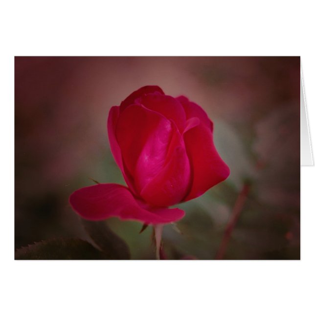 Koinonia   "Fellowship on the Path" (Voorkant Horizontaal)