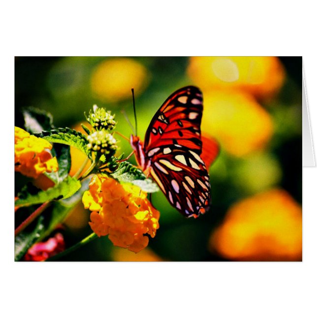 Koinonia   "Fellowship on the Path" (Voorkant Horizontaal)