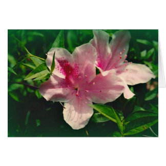 Koinonia   "Fellowship on the Path"