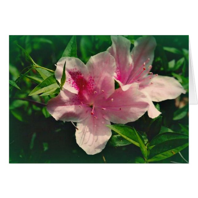 Koinonia   "Fellowship on the Path" (Voorkant Horizontaal)