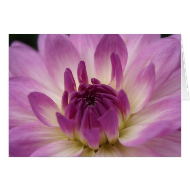 Koinonia   "Fellowship on the Path" (Voorkant Horizontaal)