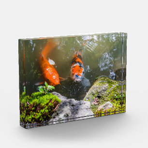 Koivis in een vijver fotoblokken
