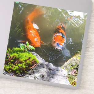 Koivis in een vijver sticker