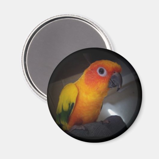 Kojo De Zon Conure - Gepersonaliseerd Magneet (Voorkant / Achterkant)