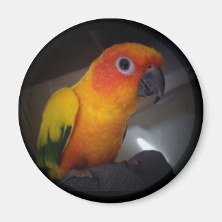 Kojo De Zon Conure - Gepersonaliseerd Magneet